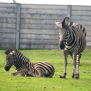 Chapman's Zebras at Dvur Kralove, 27/08/12