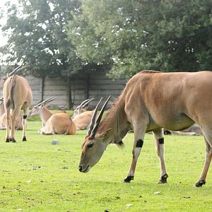 Common Eland at Dvur Kralove, 27/08/12