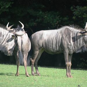 Black-bearded Brindled Gnu at Dvur Kralove, 27/08/12