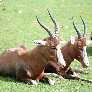 Blesbok at Dvur Kralove, 27/08/12