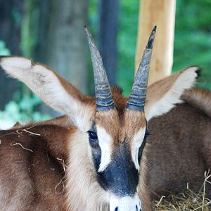 Roan Antelope at Dvur Kralove, 27/08/12