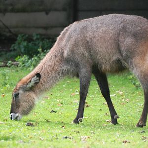 Defassa Waterbuck at Dvur Kralove, 27/08/12
