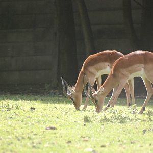 Impala at Dvur Kralove, 27/08/12