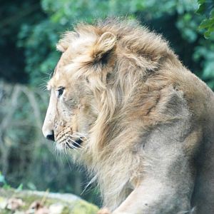 Asian Lion at Dvur Kralove, 27/08/12