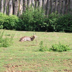 Southern Mountain Reedbuck at Dvur Kralove, 27/08/12