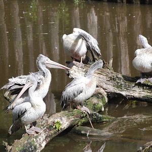 Spot-billed Pelicans at Dvur Kralove, 27/08/12