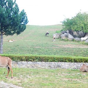 Antelope Paddocks at Dvur Kralove, 27/08/12