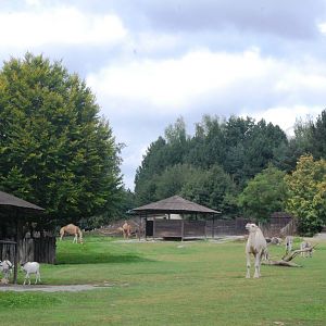 Sahel Paddock at Dvur Kralove, 27/08/12