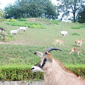 Antelope Paddocks at Dvur Kralove, 27/08/12