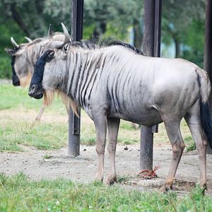 White-bearded Brindled Gnu at Dvur Kralove, 27/08/12