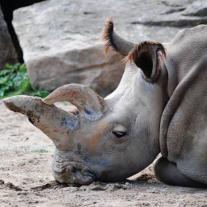 Northern White Rhinoceros at Dvur Kralove, 27/08/12