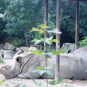 Northern White Rhinoceros at Dvur Kralove, 27/08/12