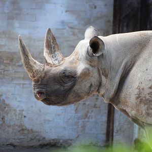Eastern Black Rhinoceros at Dvur Kralove, 27/08/12