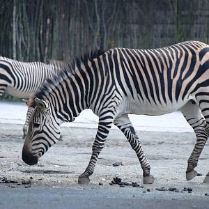 Hartmann's Mountain Zebra at Dvur Kralove, 27/08/12