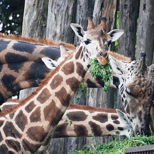 Rothschild's Giraffes at Dvur Kralove, 27/08/12