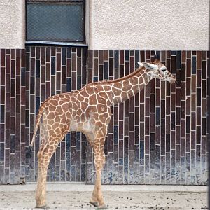 Reticulated Giraffe Calf at Dvur Kralove, 27/08/12