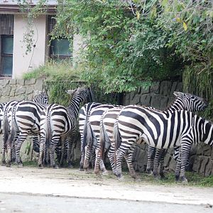 Maneless (Selous') Zebras at Dvur Kralove, 27/08/12