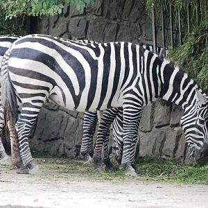 Maneless (Selous') Zebra at Dvur Kralove, 27/08/12