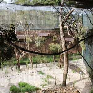 Orange-bellied Parrots display aviary