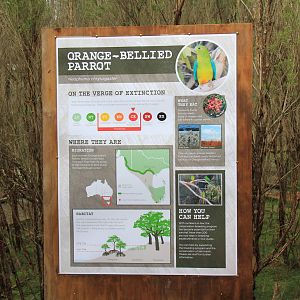 Orange-bellied Parrots interp display