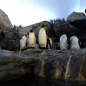 Penguins