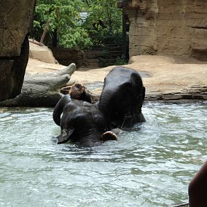 Elephants in the Water