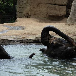 Elephants in the Water