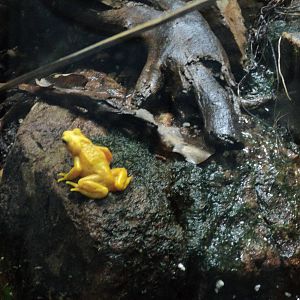 Panamanian Golden Frog