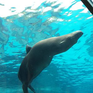 Sea Lion going over underwater tunnel