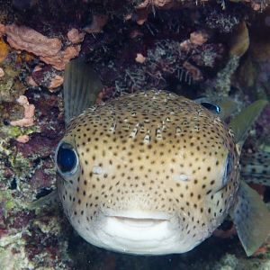 Porcupinefish (Diodon hystrix)