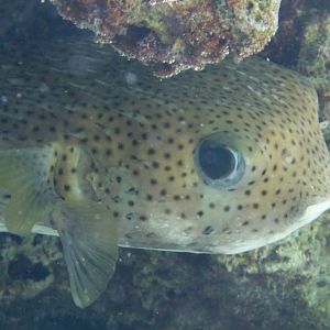 Porcupinefish (Diodon hystrix)