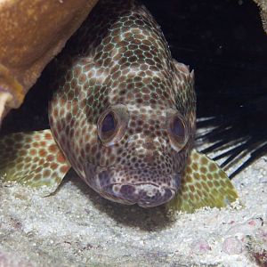Grouper