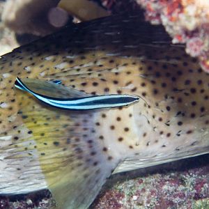 Cleaner Wrasses and Porcupinefish (Diodon hystrix)