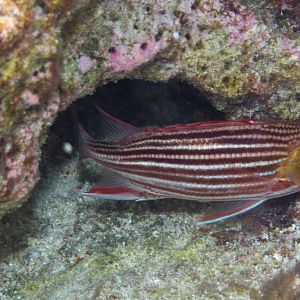 Squirrelfish