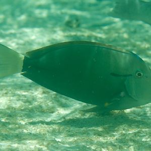 Blackstreak Surgeonfish (Acanthurus nigricaudus)