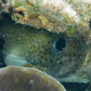 Porcupinefish (Diodon hystrix)