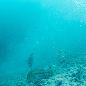Surge Wrasse at bottom (Thalassoma purpureum)