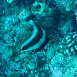 Pennant Bannerfish (Heniochus chrysostomus)