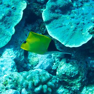 Very Longnosed Butterflyfish (Forcipiger longirostris)