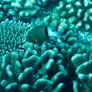 Blackbar Damsel (Plectroglyphididon dickii)