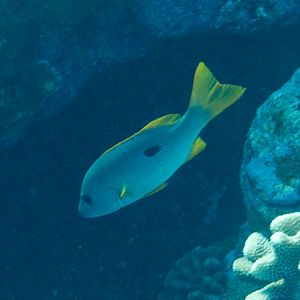 Onespot Snapper (Lutjanus monostigma)