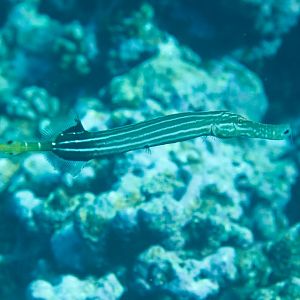 Trumpetfish (Aulostomus chinensis)