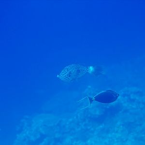 Scrawled Filefish (Aluterus scriptus)