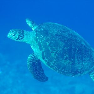 Green Turtle (Chelonia mydas)