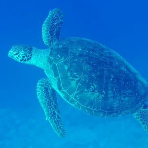 Green Turtle (Chelonia mydas)