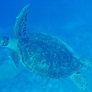 Green Turtle (Chelonia mydas)