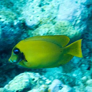 Mimic Surgeonfish (Acanthurus pyroferus)