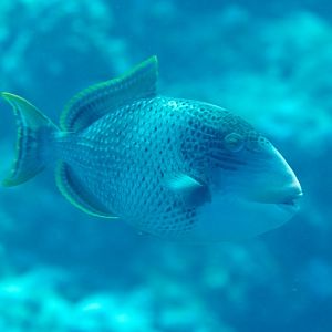 Yellow-margined Triggerfish (Pseudobalistes flavimarginatus)