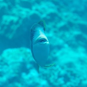 Yellow-margined triggerfish showing me it's choppers