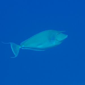 Bluespined Unicornfish (Naso unicornis)